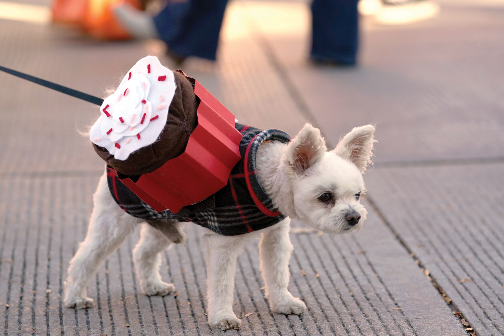 Halloween Parade Standalones 004.jpg